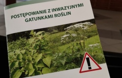 Jak postępować z gatunkami inwazyjnymi roślin na Hluczyńsku i w polskich gminach