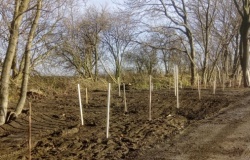 Akcja sadzenia drzew na terenie Gminy Pietrowice Wielkie