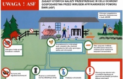 Afrykański pomór świń – zasady ochrony świń przed chorobą